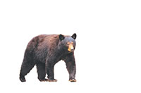 bear