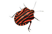 beetle