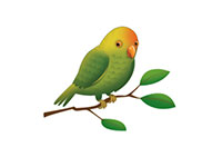 bird
