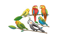 birds