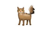 cat