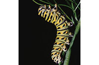 caterpillar