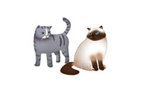 cats