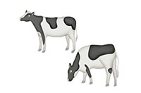 cows