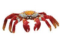 crab