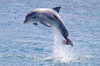 dolphin