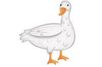 duck