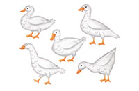 ducks