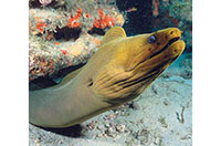 eel