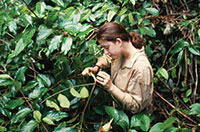 explore the jungle