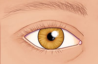 eye
