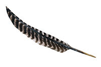 feather