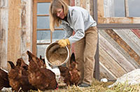 feed the chickens