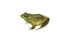 frog