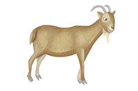 goat