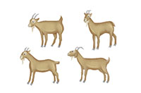 goats