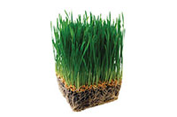grass