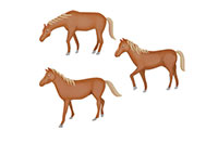 horses