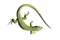 lizard