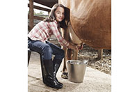 milk the cows