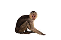 monkey