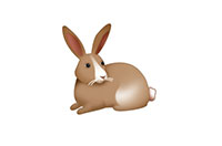 rabbit