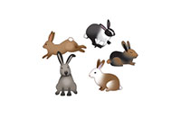 rabbits