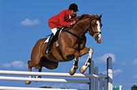 ride a horse