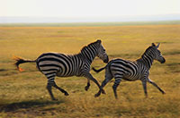run