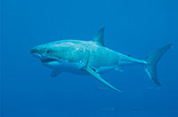 shark
