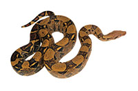 snake