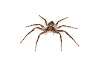 spider