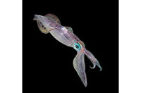 squid