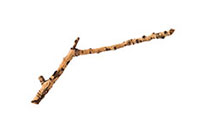 stick