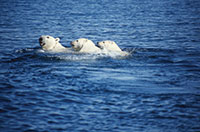 swim