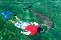 swim in the ocean