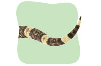 tail