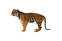 tiger