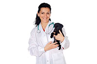 vet