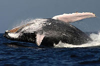 whale