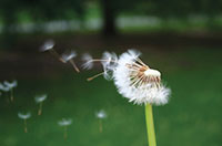 windy