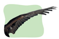 wing