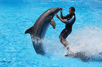work with animals