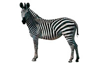 Zz zebra