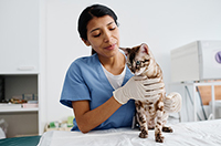 vet