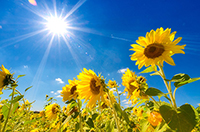sunny