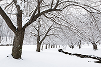 snowy