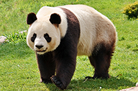 panda