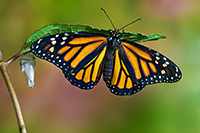 butterfly