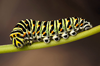catterpillar